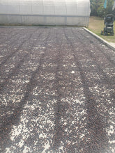 將圖片載入圖庫檢視器 65-Bourbon Natural“Finca El Beneficio 莊園”洪都拉斯-Santiago Puringla , La Paz -2024年- 波旁Bourbon日曬----未稅價
