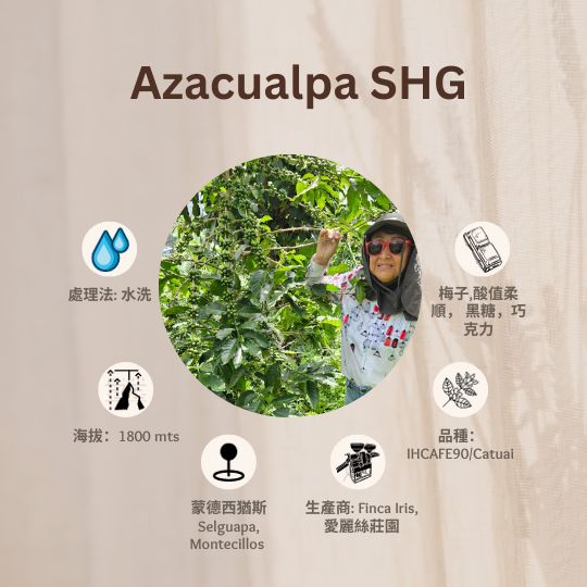 AZACUALPA SHG「愛麗絲莊園」宏都拉斯-Selguapa, Montecillos -2023年- IHCAFE90/ Catuai 水洗