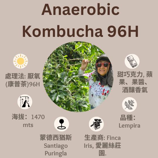 [售完] Kombucha 嫌気性特殊発酵 96H厭氧(康普茶)