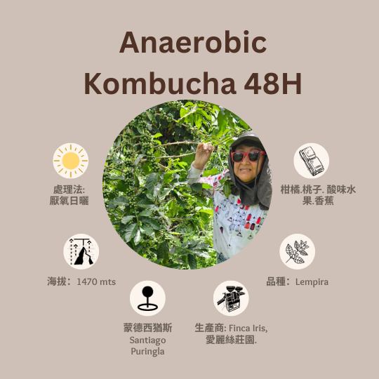 [售完]Kombucha 嫌気性特殊発酵 48H厭氧發酵(康普茶)