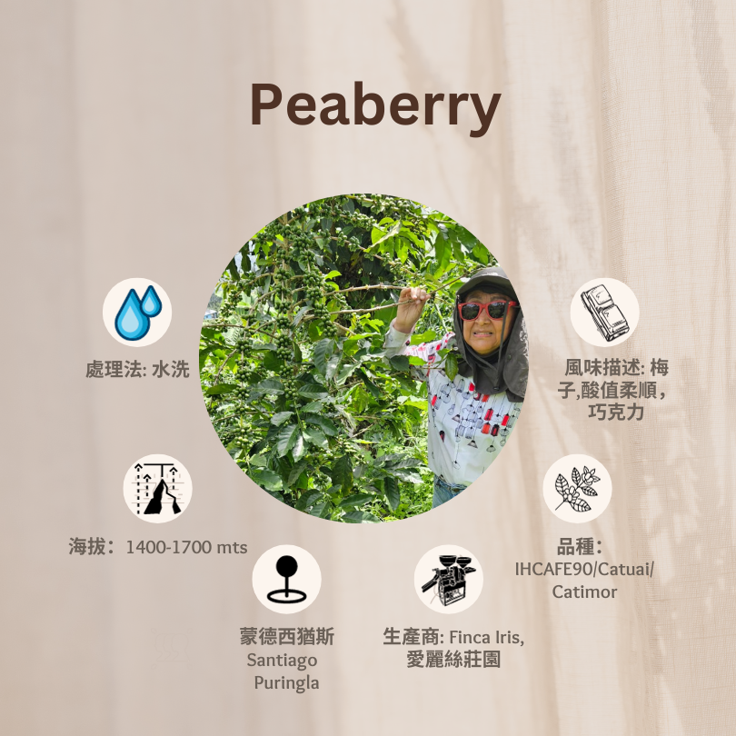 PEABERRY「愛麗絲莊園」宏都拉斯-Santiago Puringla -2023 年- Peaberry 圓豆水洗