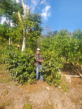 將圖片載入圖庫檢視器 64-San Jose Natural“Finca Holanda and Finca Marvin莊園”洪都拉斯-San Jose, La Paz -2024年- IH90日曬----未稅價
